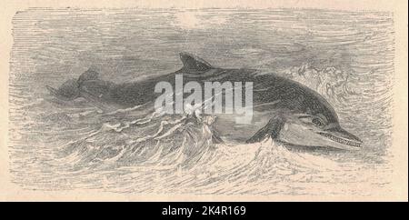 Antike gravierte Illustration des Delphins. Vintage-Illustration des Delphins. Altes eingraviertes Bild des Tieres. Ein Delphin ist ein Wassersäugetier innerhalb der Infraordnung Cetacea. Delphinarten gehören zu den Familien Delphinidae (die ozeanischen Delphine), Platanistidae (die indischen Flussdelphine), Iniidae (die Flussdelphine der Neuen Welt), Pontoporiidae (die Brackendelphine) und die ausgestorbenen Lipotidae (baiji oder chinesischer Flussdelfin). Es gibt 40 erhaltene Arten, die als Delphine bezeichnet werden. Die Delfine reichen von 1,7 Meter langen (5 ft 7 in) und 50 Kilogramm (110 Pfund) Mauis Delfin bis zu den 9,5 Metern Stockfoto