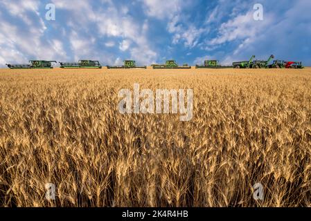 Swift Current, SK/Kanada, 14. Aug 2022: Golden Hour über Mähdreschern, Getreidekarren und einem Bagger während der Ernte in Saskatchewan Stockfoto