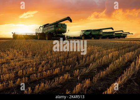 Swift Current, SK/Kanada - 14. Aug 2022:Sunburst durch Mähdrescher bei Sonnenuntergang auf den Prärien in Saskatchewan, Kanada Stockfoto
