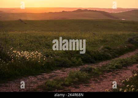 Grasfeld, sanfter Sonnenuntergang, südliches Portugal Stockfoto