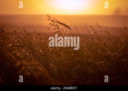 Weizen bläst im Wind auf einem Feld in der Nähe von Cape St. Vincent, Portugal Stockfoto