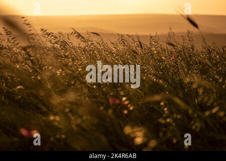 Weizen bläst im Wind auf einem Feld in der Nähe von Cape St. Vincent, Portugal Stockfoto