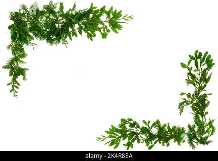 Weihnachten grüne Kiefer Nadel Grenze isoliert auf weißem Hintergrund. Beschneidungspfad. Stockfoto