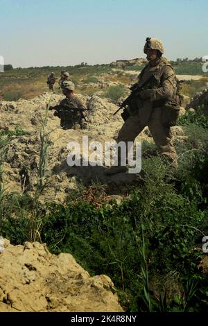 PROVINZ HELMAND, AFGHANISTAN - 27. Juli 2009 - US-Marineinfanteristen mit Fox Company, 2. Bataillon, 8. Marine Regiment gehen während einer Sicherheitskontrolle durch ein Feld Stockfoto