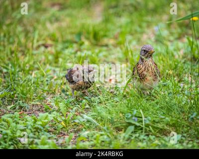 Soor fieldfare, Turdus pylaris, füttert das Küken mit Regenwürmern auf dem Boden. Ein erwachsenes Küken verließ das Nest, aber seine Eltern kümmern sich weiterhin um das Nest Stockfoto