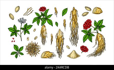 Set von handgezeichneten wilden Ginseng-Wurzel mit Blättern und Beeren isoliert auf weißem Hintergrund. Botanische Vektordarstellung im Skizzenstil für Verpackungen, Stock Vektor