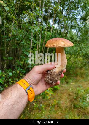 Pilze sammeln im Wald. Ein Mann hält einen weißen Pilz in der Hand Stockfoto