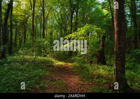 Sonnenstrahlen durch dichten Bäumen Äste im dichten grünen Wald Stockfoto