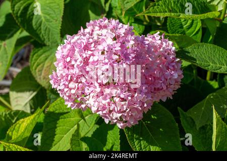 Vollformat abstrakte Textur Hintergrund von großen rosa Hortensia Blüten (Hortensia) in Blüte in einem sonnigen Schmetterlingsgarten Stockfoto