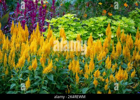 Hintergrund mit abstrakter Struktur im Vollformat und flauschigen gelben Celosia-Blütenblüten (Celosia plumosa), blühend in einem sonnigen Schmetterlingsgarten Stockfoto