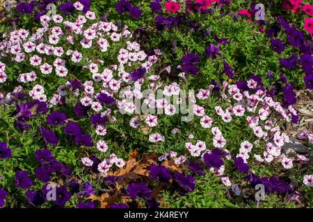 Vollformat abstrakte Textur Hintergrund der mehrfarbigen Petunia Blüten in Blüte in einem sonnigen Schmetterlingsgarten Stockfoto