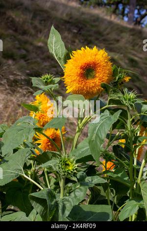 Hintergrund mit abstrakter Struktur im Vollformat und riesigen gelben Teddybären-Sonnenblumenblüten (helianthus annuus), die in einem sonnigen Schmetterlingsgarten blühen Stockfoto