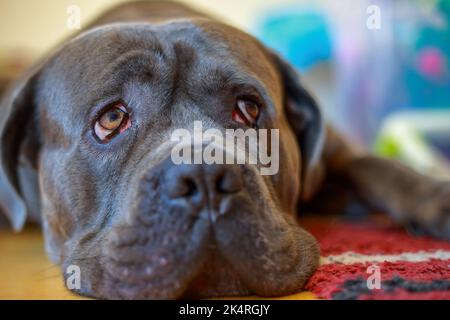 Porträt eines corso-Rohrhundes, der im Haus auf dem Teppich liegt Stockfoto