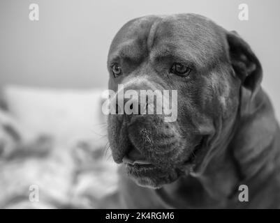 Schwarz-weißes Porträt des Cane Corso-Hundes, der auf dem Bett sitzt Stockfoto