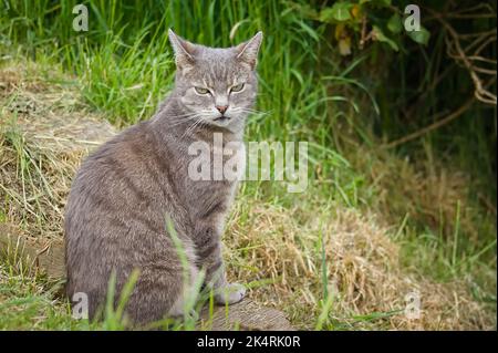 Niedliche Kurzhaarige Tabby-Katze, die im langen Gras sitzt Stockfoto
