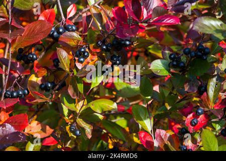 Aronia-Buschzweige im Herbst, Hintergrundbild mit schwarzen Beeren oder Apfelbeeren. Er wird als Zierpflanzen und als Nahrungsmittel angebaut. Die saure Stockfoto