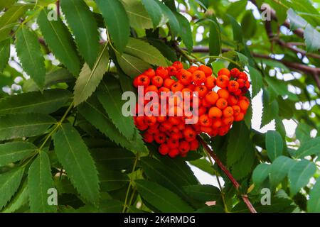 Grüne Eberesche Äste mit leuchtend roten Beeren Stockfoto