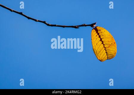 Gelbes Herbstblatt ist auf einem Ast über hellblauem Himmel Hintergrund, Makrofoto Stockfoto