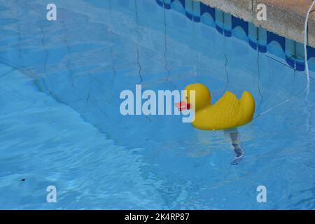 Gummiente im Pool quitscheente Stockfoto