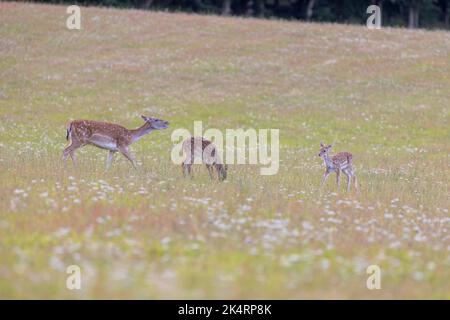 Eine Gruppe entzückender Sika-Hirsche, die auf der Wiese grasen und herumlaufen Stockfoto