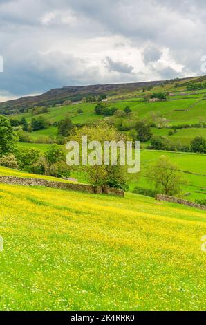 Porträt der Wildblumenwiesen von Swaledale im Frühsommer mit leuchtend gelben Butterblumen, saftig grünen Feldern und steilen Fellrändern. Swaledale, Yorkshire Stockfoto