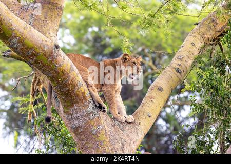 Junglöwe in einem Baum. Der Ishasha-Sektor des Queen Elizabeth National Park ist berühmt für die baumkletternden Löwen, die klettern, um Hitze und Insec zu entkommen Stockfoto