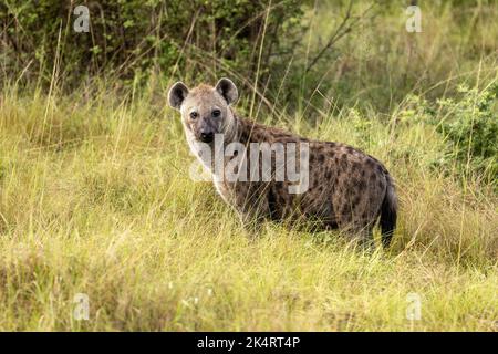 Seitenansicht einer erwachsenen Fleckhyäne, Crocutta crocutta, im langen Gras des Queen Elizabeth National Park, Uganda. Stockfoto