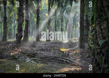Die Morgensonne dringt durch die Palmenzweige in die Plantage ein. Stockfoto