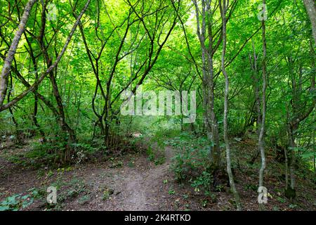 Schmutziger Fußweg durch natürlichen dichten grünen Wald. Helles Sonnenlicht ist durch das lebendige Laub sichtbar. Stockfoto