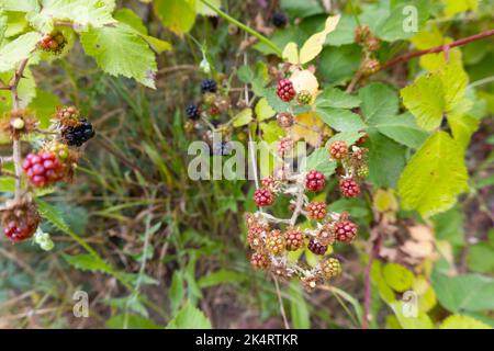 Nahaufnahme von reifen und unreifen Brombeeren. Wilde Beeren auf einem Strauch. Schwarze, grüne und rote Brombeeren auf einem Busch. Stockfoto