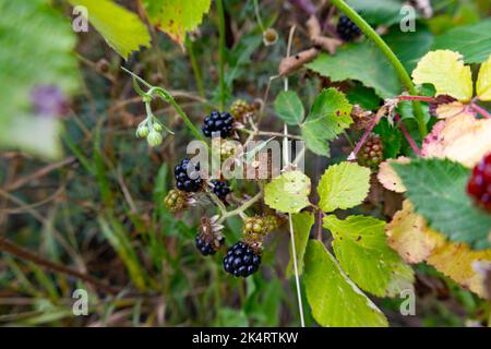 Nahaufnahme von reifen und unreifen Brombeeren. Wilde Beeren auf einem Strauch. Schwarze, grüne und rote Brombeeren auf einem Busch. Stockfoto