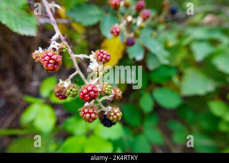 Nahaufnahme von reifen und unreifen Brombeeren. Wilde Beeren auf einem Strauch. Schwarze, grüne und rote Brombeeren auf einem Busch. Stockfoto