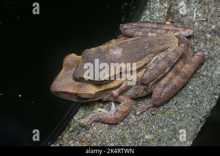 Zwei gewöhnliche Strauchfrösche haften aneinander. Stockfoto