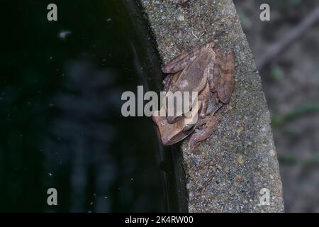 Zwei gewöhnliche Strauchfrösche haften aneinander. Stockfoto