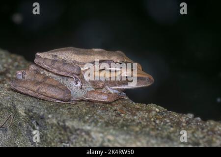 Zwei gewöhnliche Strauchfrösche haften aneinander. Stockfoto