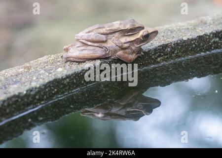 Zwei gewöhnliche Strauchfrösche haften aneinander. Stockfoto