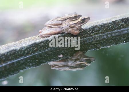 Zwei gewöhnliche Strauchfrösche haften aneinander. Stockfoto