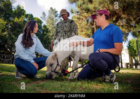 San Diego, Kalifornien, USA. 16. September 2022. (Von rechts) Ariel Jones, Freiwilliger am Cornerstone Equine Therapy Center (CETC), stellt CeCe, ein Miniaturtherapiepferd vom CETC, dem Informationssystemtechniker der Klasse 3. vor Kayla Johnson, gebürtig aus Richlands, N.C., Und Informationssystemtechniker 2. Klasse Cindy Carney, gebürtig aus Okinawa, Japan, während einer Mental Health Wellness Fair, die von Matrosen veranstaltet wird, die an den Nimitz-Klasse Flugzeugträger USS Carl Vinson (CVN 70) im Heron Park an Bord der Naval Air Station North Island, September 16, angeschlossen sind. Vinson befindet sich derzeit in seinem Heimathafen San auf dem Pierside Stockfoto