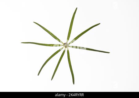 Echtes Labkraut, Gelbes Labkraut, Gelbes Waldstroh, Liebfrauenbettstroh, Liebkraut, Gliedkraut, Gelb-Labkraut, Galium verum, Lady's Bedstraw, Yellow B Stockfoto