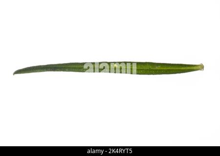 Echtes Labkraut, Gelbes Labkraut, Gelbes Waldstroh, Liebfrauenbettstroh, Liebkraut, Gliedkraut, Gelb-Labkraut, Galium verum, Lady's Bedstraw, Yellow B Stockfoto