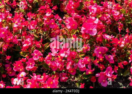 Begonia semperflorens eine jährlich im Sommer blühende Pflanze mit einer roten, rosafarbenen Sommerblüte, die allgemein als Wachs-Begonia bekannt ist, Stockfoto Stockfoto