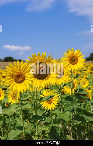Vertikale Aufnahme der leuchtend gelben Sonnenblume (Helianthus annuus) Blütenstände in ihrem eigenen Feld am heißen Sommermorgen vor dem Hintergrund der benachbarten Stockfoto