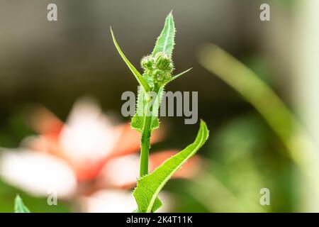 Ein Zweig aus mehrjähriger Distel, deren Triebe Blütenknospen haben und die Blätter gezackt und flauschig sind, der Hintergrund der grünen Blätter ist verschwommen Stockfoto