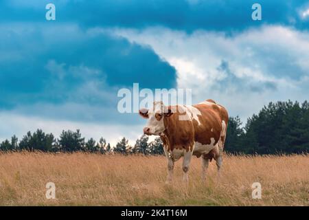 Freilandkuh auf Zlatibor Weideland grast im Sommer bei bewölktem Sonnenuntergang auf Gras, selektiver Fokus Stockfoto