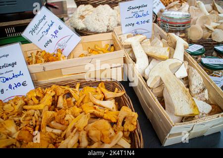 Neckargemuend, Deutschland 25. September 2022: Frische Pfifferlinge (Cantharellus cibarius) und Boletus (Boletus edulis) Pilze in Körben auf Herbsthöhe Stockfoto