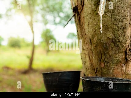 Klopfen von Gummi im Garten mit Gummibäumen. Naturlatex aus para-Kautschuk-Pflanze extrahiert. Gummibaum Plantage. Aus der milchigen Flüssigkeit oder dem Latex sickert Stockfoto