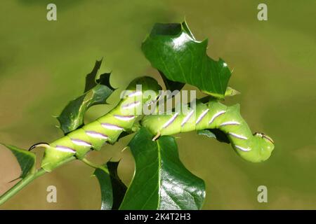 Zwei Raupen des Zwergfalkenmotten (Sphinx ligustri) oder der Familie Falkenmotten, Sphinxmotten (Sphingidae), die sich in Stechpalme ernähren. Holländischer Garten, Stockfoto