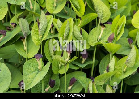 Aristolochia rotunda Stockfoto