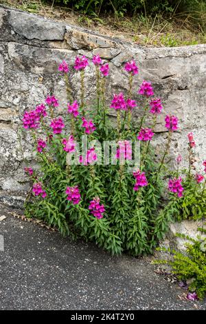 Antirrhinum majus oder snapdragon Stockfoto