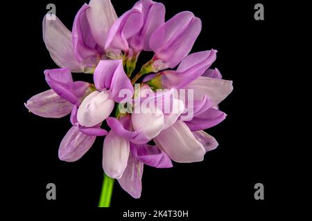 Securigera varia oder crownvetch Stockfoto